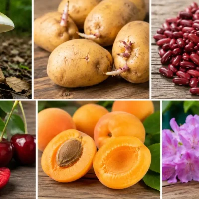 Les aliments naturels sont-ils vraiment toujours sans danger ?