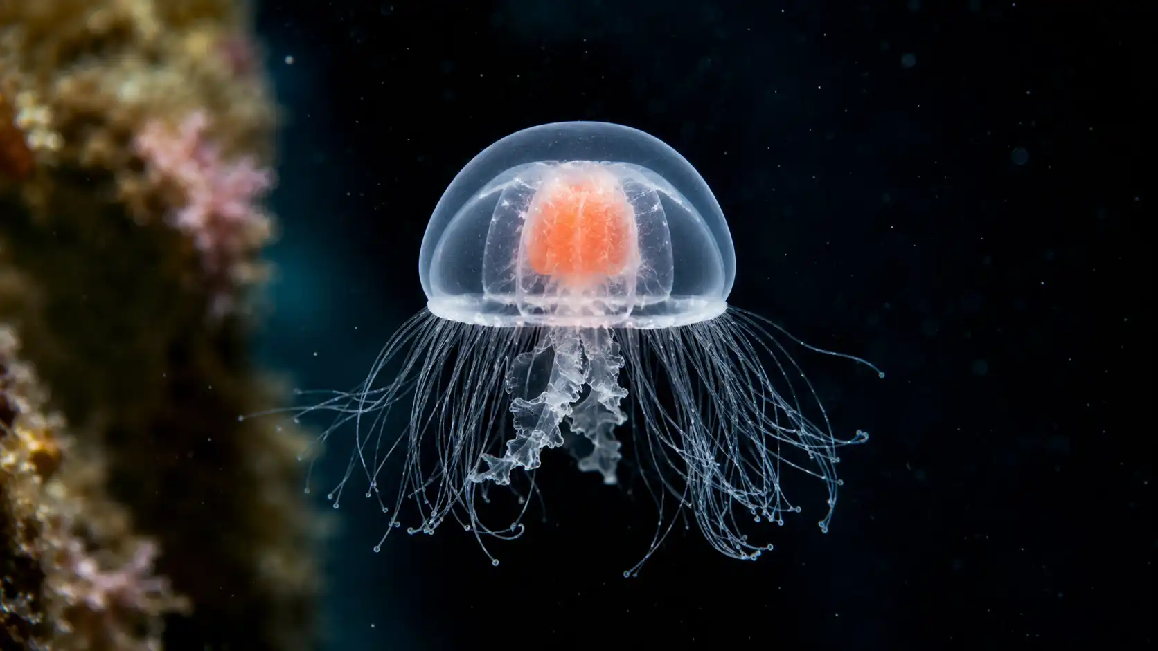 Ce petit animal qui défie la mort : la méduse immortelle
