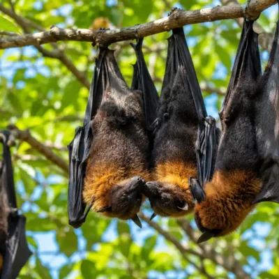 Chauves-souris : ces maîtresses du ciel qui défient nos idées reçues sur l'amour