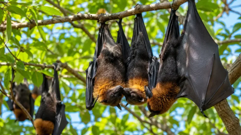 Chauves-souris : ces maîtresses du ciel qui défient nos idées reçues sur l'amour