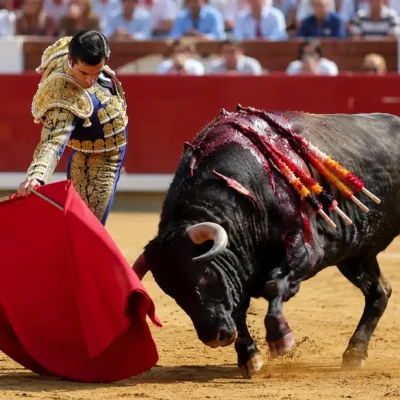 Le rouge énerve-t-il vraiment les taureaux ?