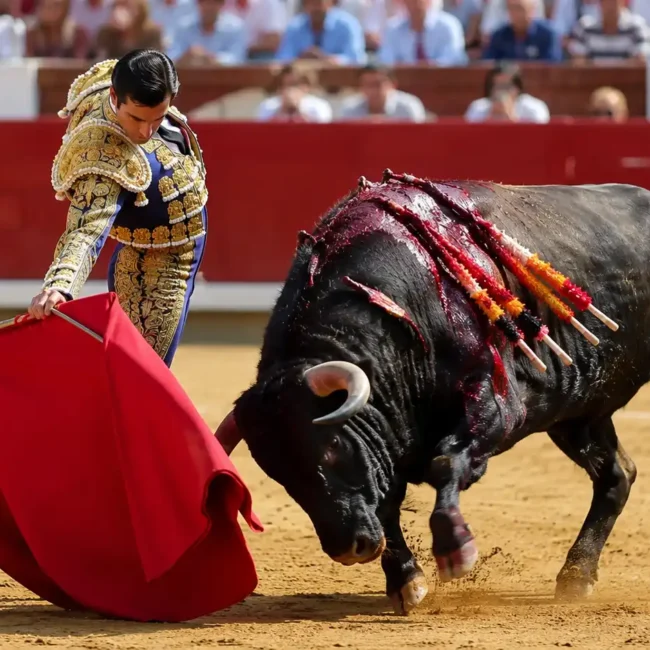 Le rouge énerve-t-il vraiment les taureaux ?