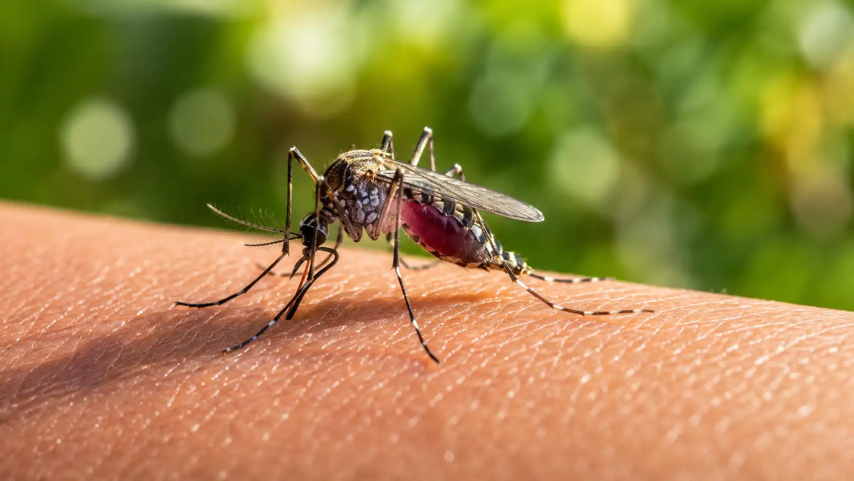 Fièvre du Nil ou virus du dromadaire : ces maladies qui inquiètent les touristes (et ce qu'il en est vraiment)